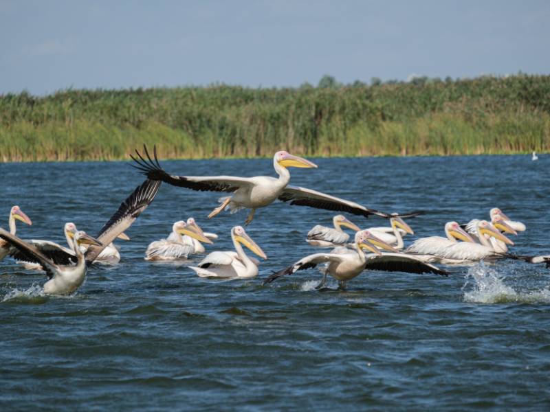 Pelikan und andere Vögel entdecken